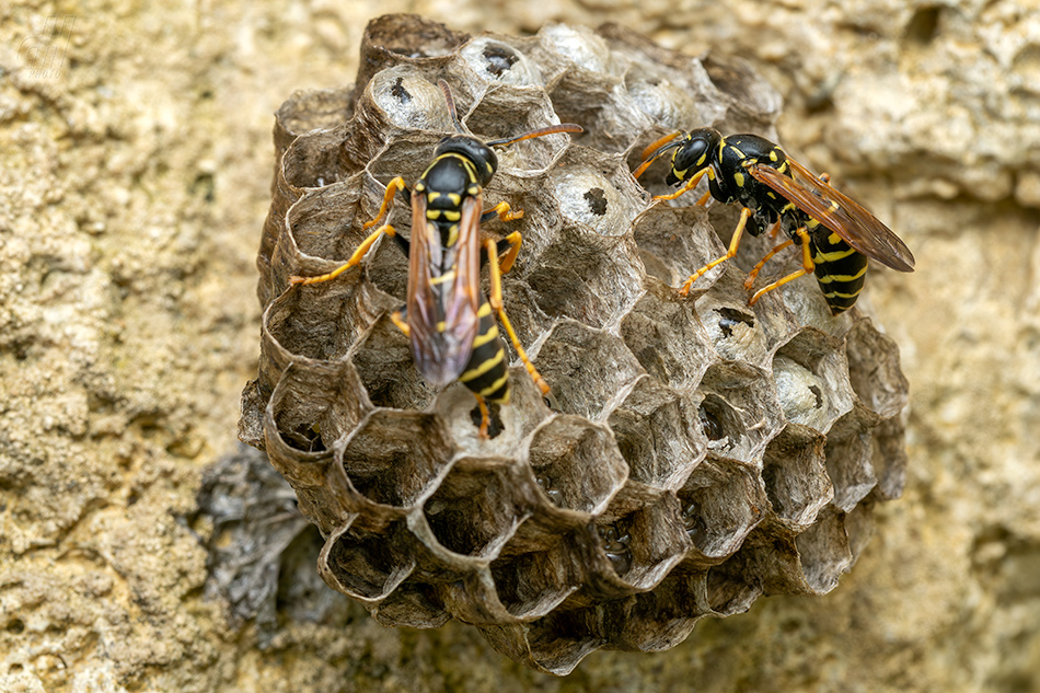 vosík francouzský - Polistes dominula