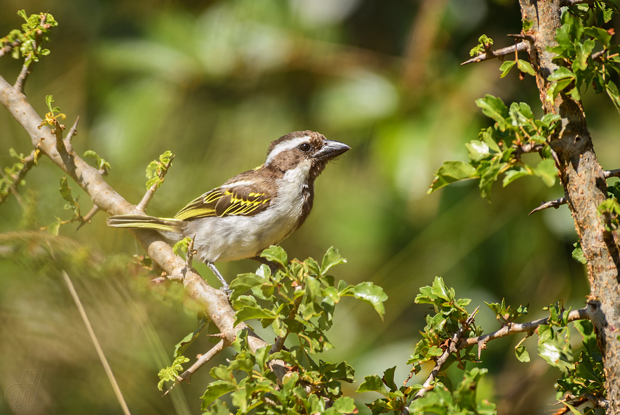 vousák černohlavý - Tricholaema melanocephala