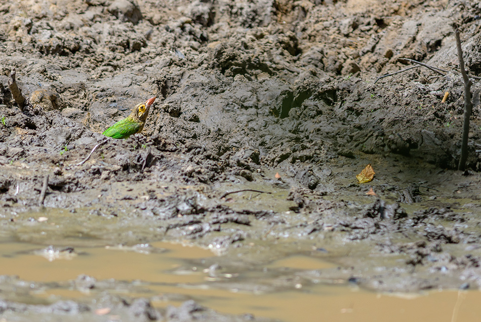 vousák hnědohlavý - Megalaima zeylanica