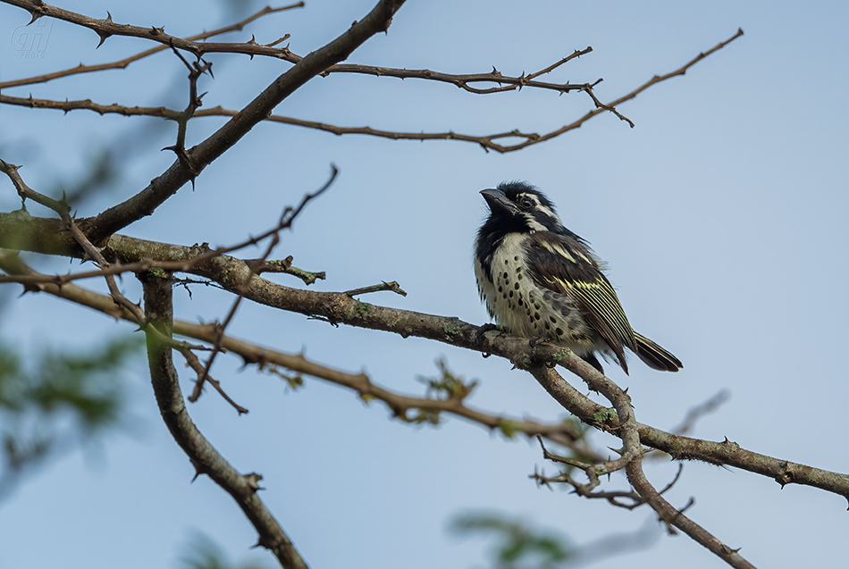 vousák skvrnitoboký - Tricholaema lacrymosa