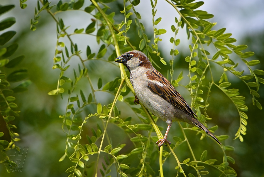 vrabec domácí - Passer domesticus