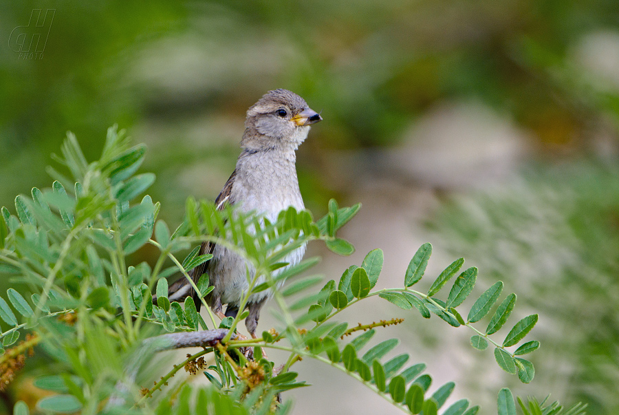 vrabec domácí - Passer domesticus