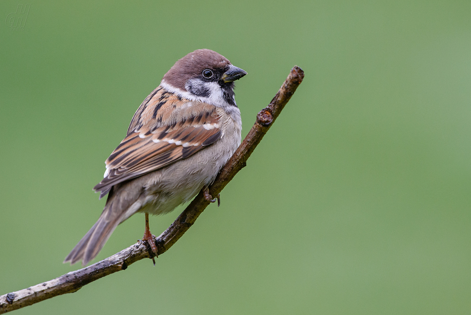 vrabec polní - Passer montanus