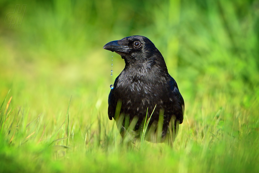 vrána černá - Corvus corone