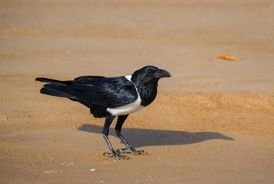 vrána černobílá - Corvus albus