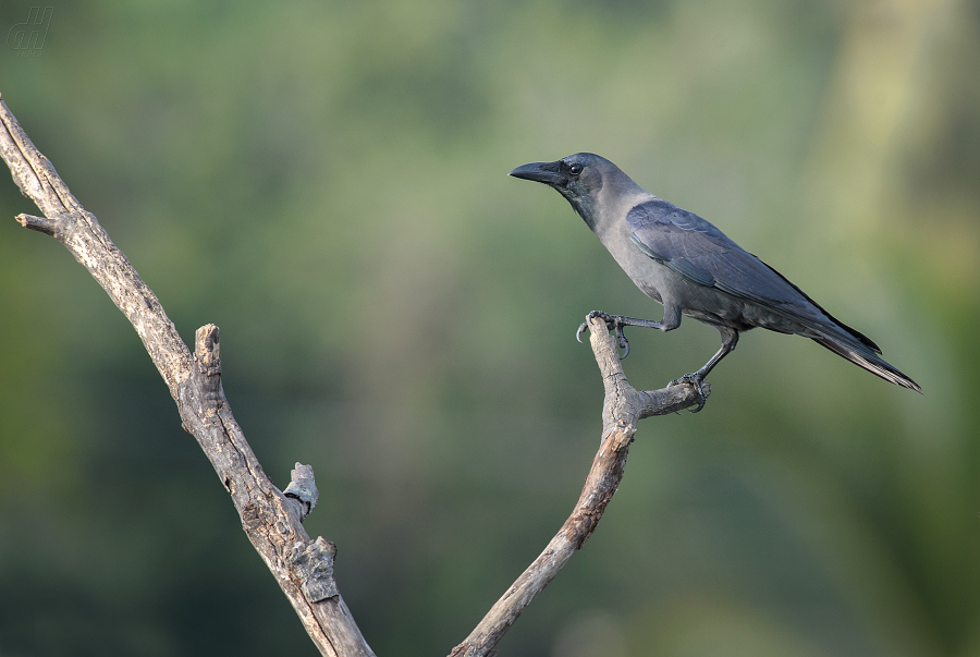 vrána domácí - Corvus splendens