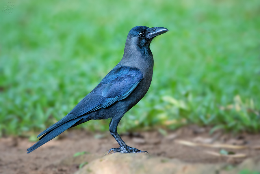 vrána domácí - Corvus splendens