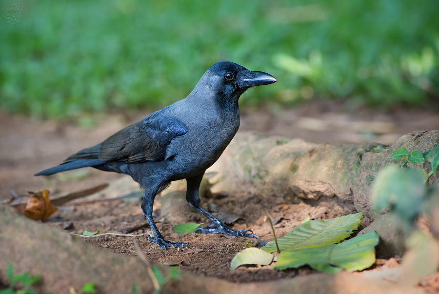 vrána domácí - Corvus splendens