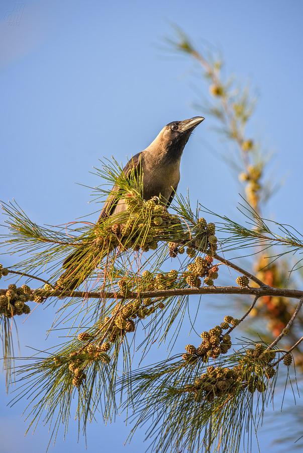 vrána domácí - Corvus splendens