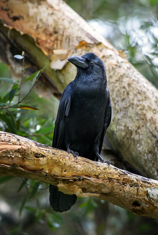 vrána hrubozobá - Corvus macrorhynchos