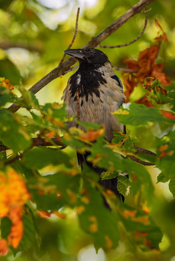 vrána šedá - Corvus cornix