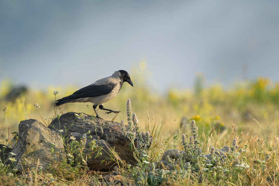 vrána šedá - Corvus cornix