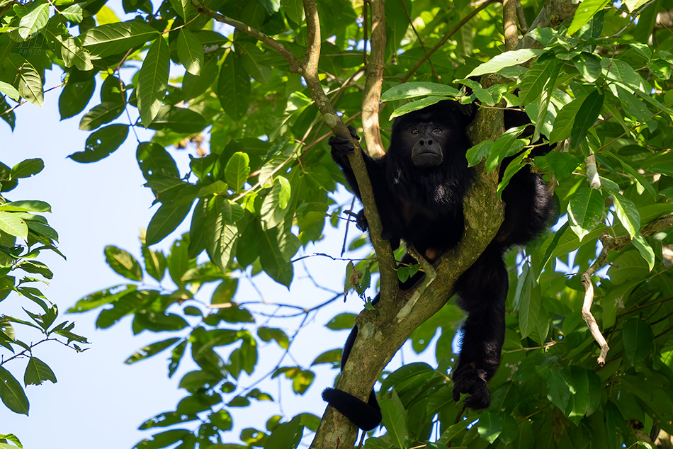 vřešťan černý - Alouatta caraya