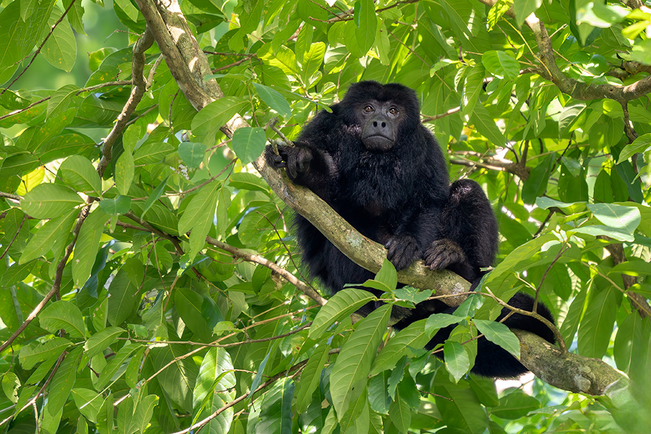 vřešťan černý - Alouatta caraya