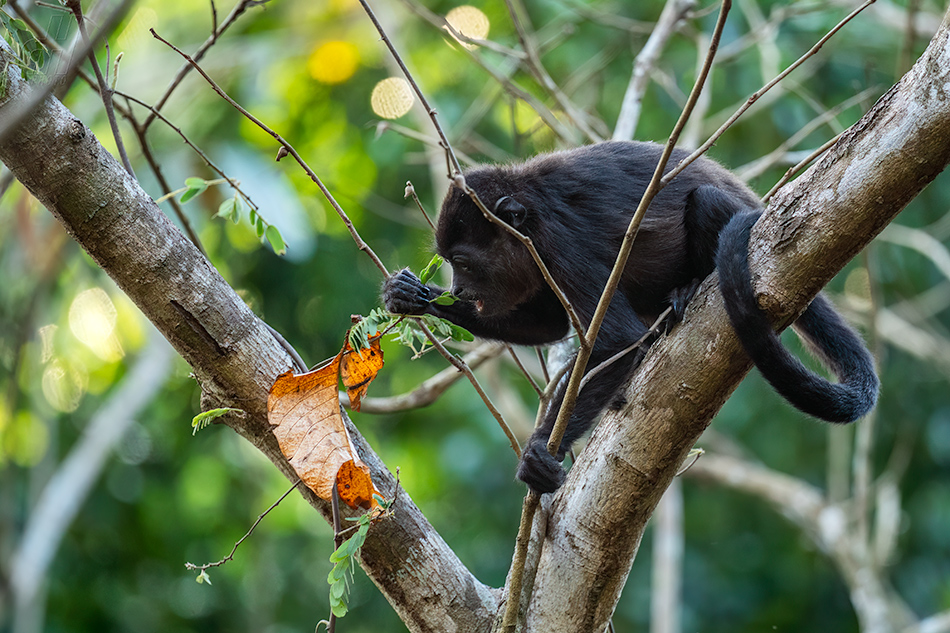 vřešťan pláštíkový - Alouatta palliata