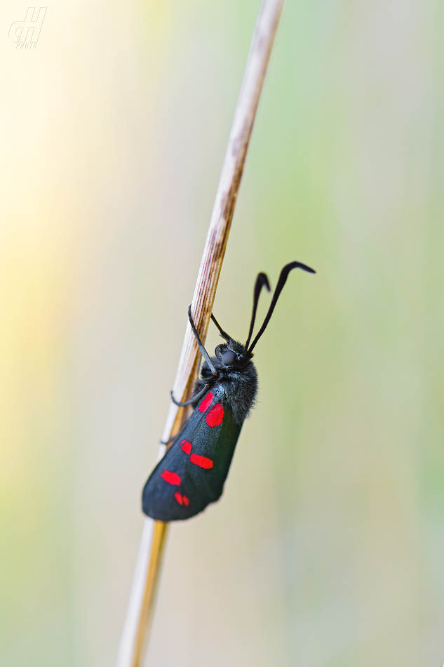 vřetenuška obecná - Zygaena filipendulae