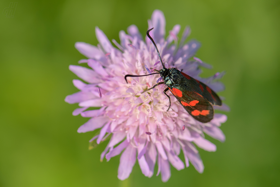 vřetenuška obecná - Zygaena filipendulae