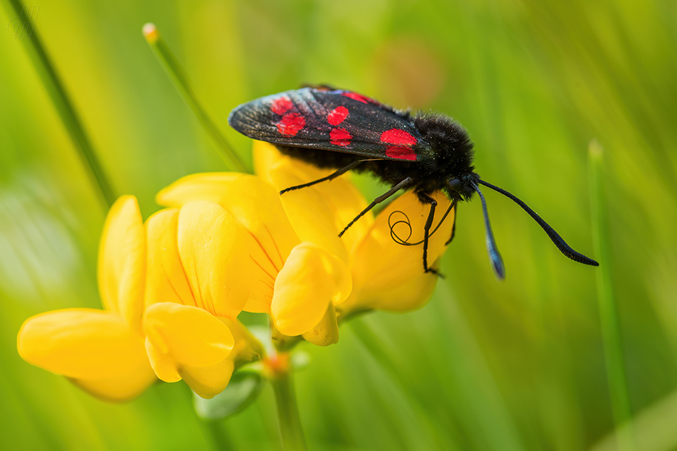 vřetenuška obecná - Zygaena filipendulae