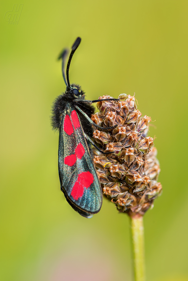 vřetenuška obecná - Zygaena filipendulae