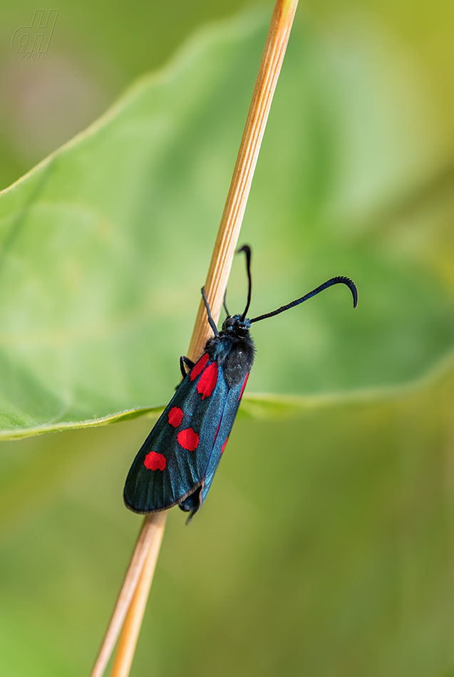 vřetenuška pětitečná - Zygaena lonicerae