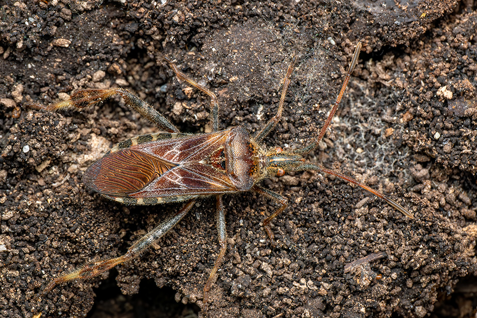 vroubenka americká - Leptoglossus occidentalis
