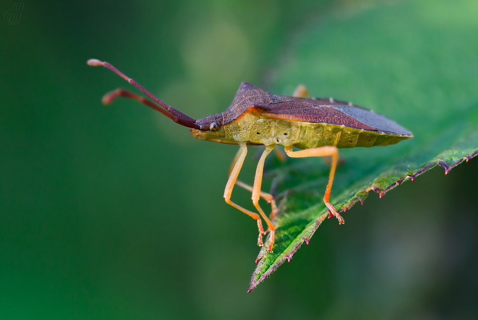 vroubenka keřová - Gonocerus acuteangulatus