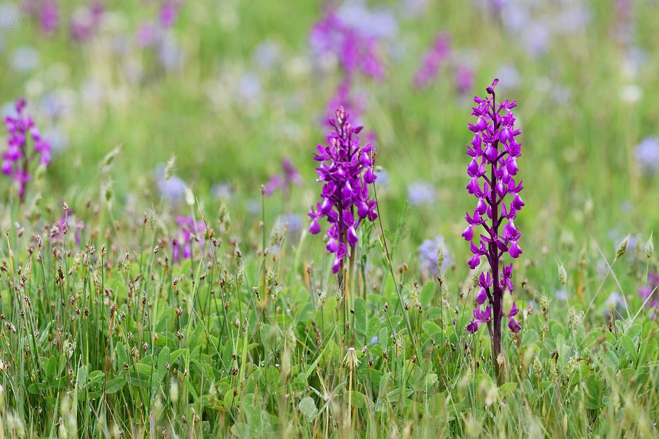 vstavač řídkokvětý - Orchis laxiflora