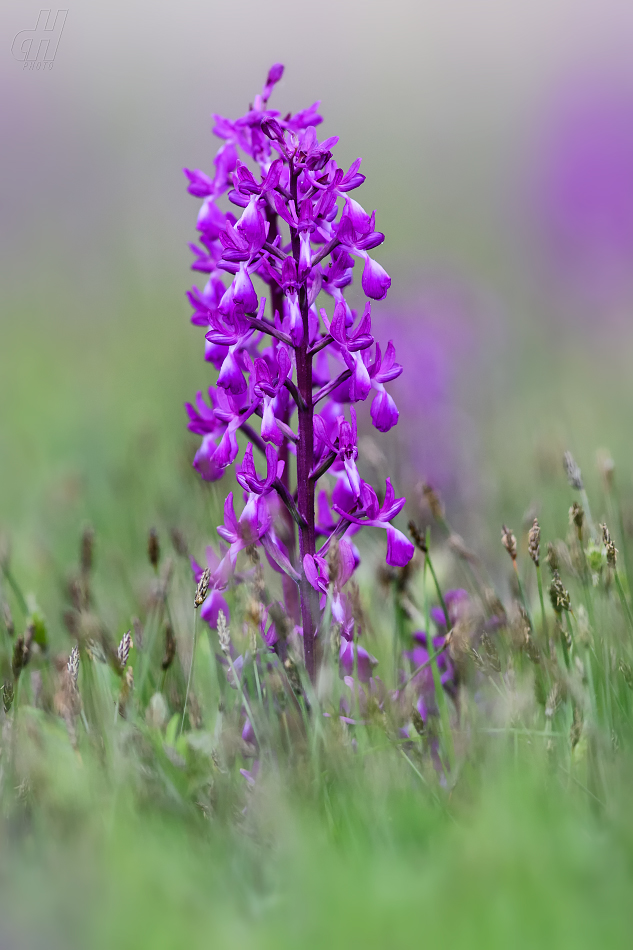 vstavač řídkokvětý - Orchis laxiflora