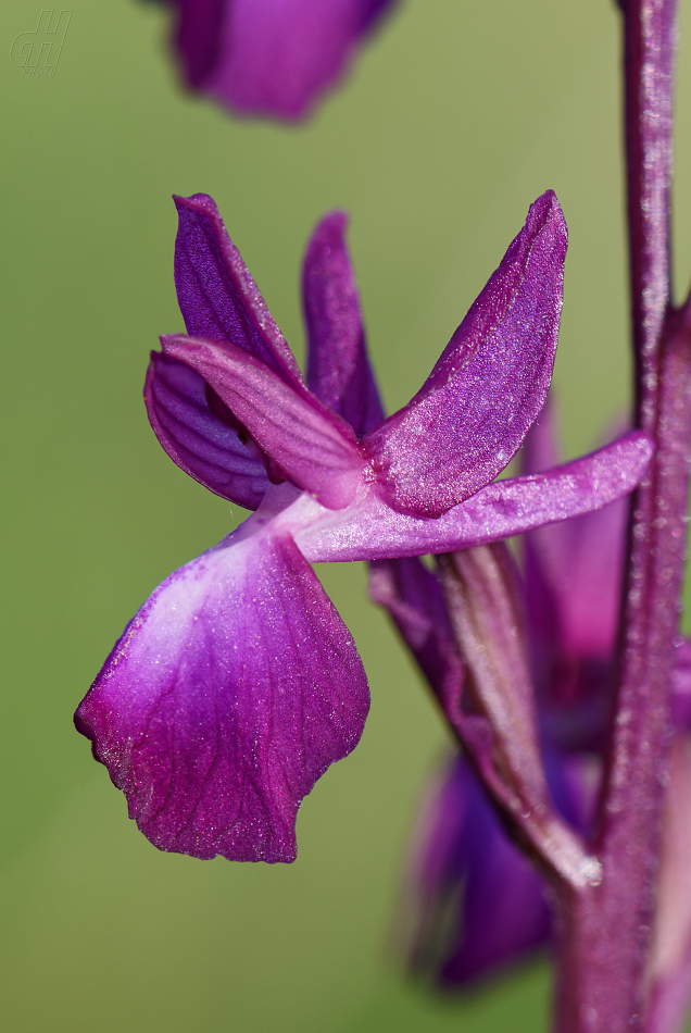 vstavač řídkokvětý - Orchis laxiflora