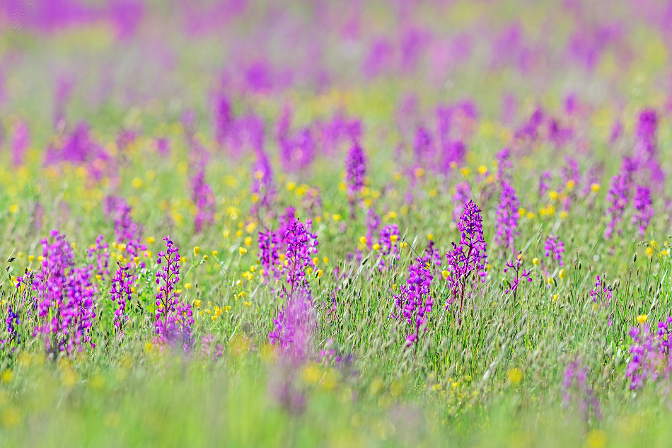 vstavač řídkokvětý - Orchis laxiflora