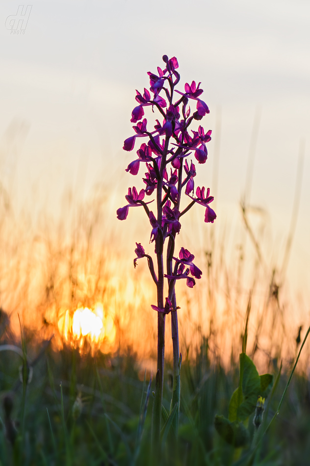 vstavač řídkokvětý - Orchis laxiflora