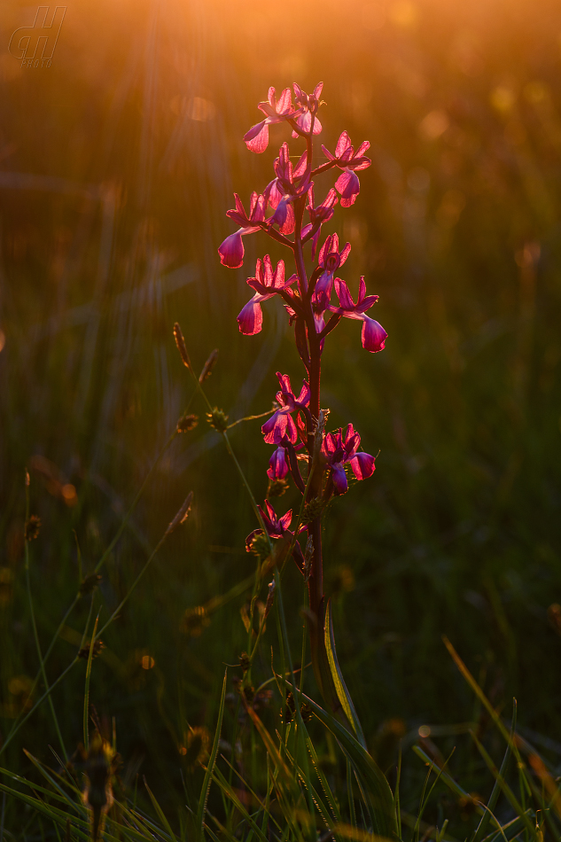 vstavač řídkokvětý - Orchis laxiflora