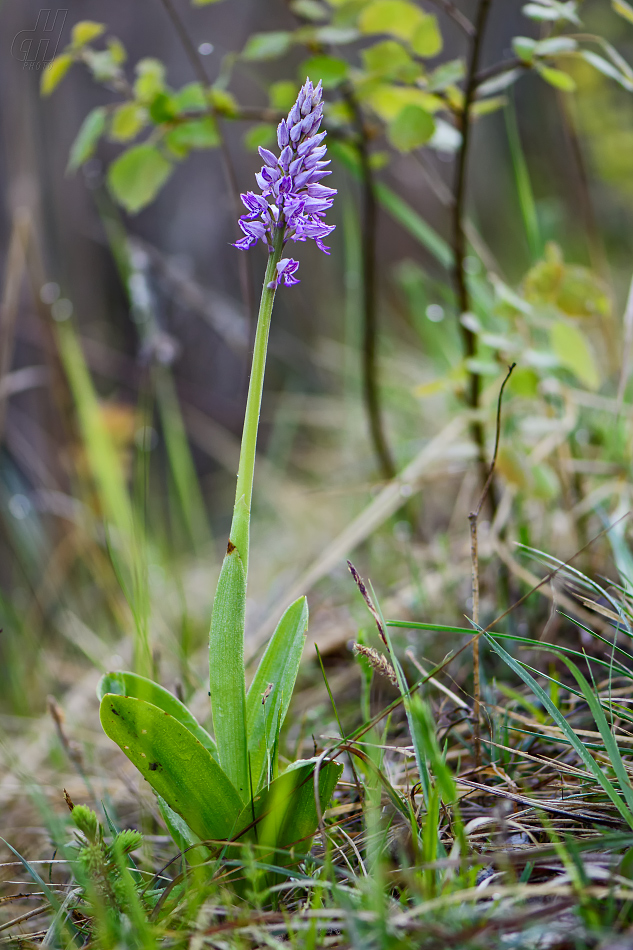 vstavač vojenský - Orchis militaris