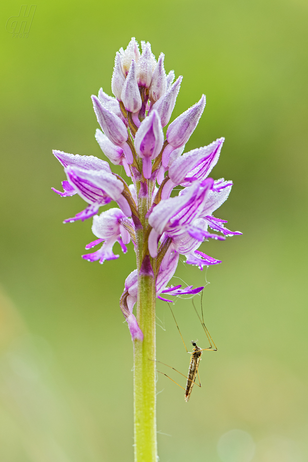 vstavač vojenský - Orchis militaris