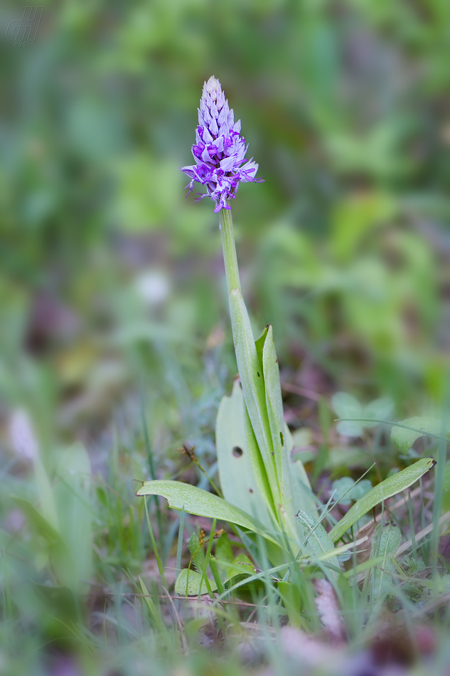 vstavač vojenský - Orchis militaris