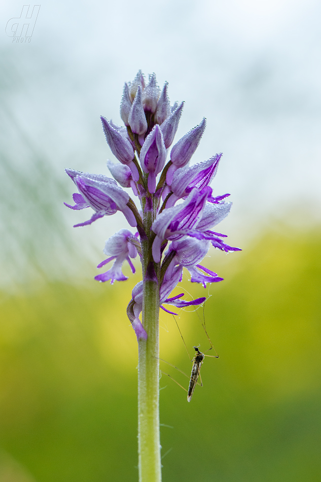vstavač vojenský - Orchis militaris