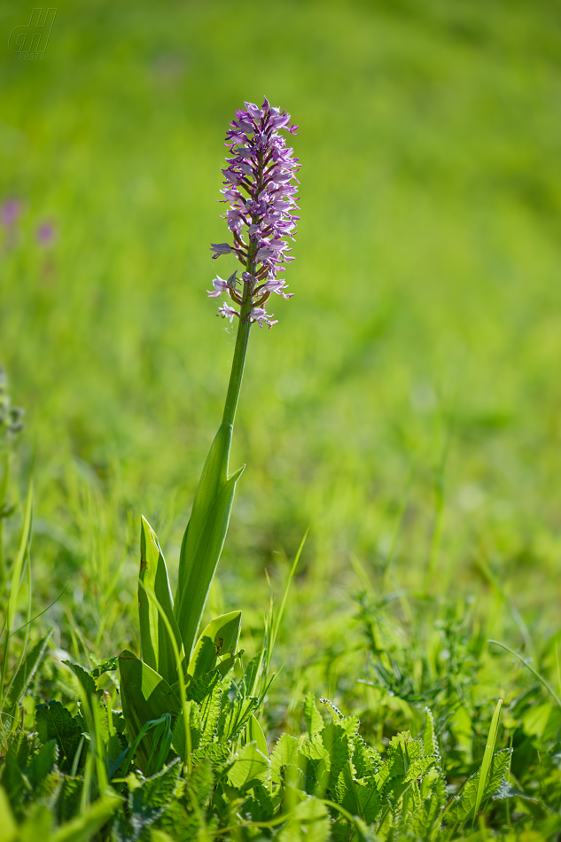 vstavač vojenský - Orchis militaris