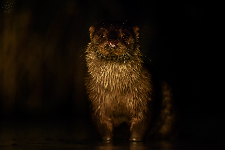 vydra říční - Lutra lutra