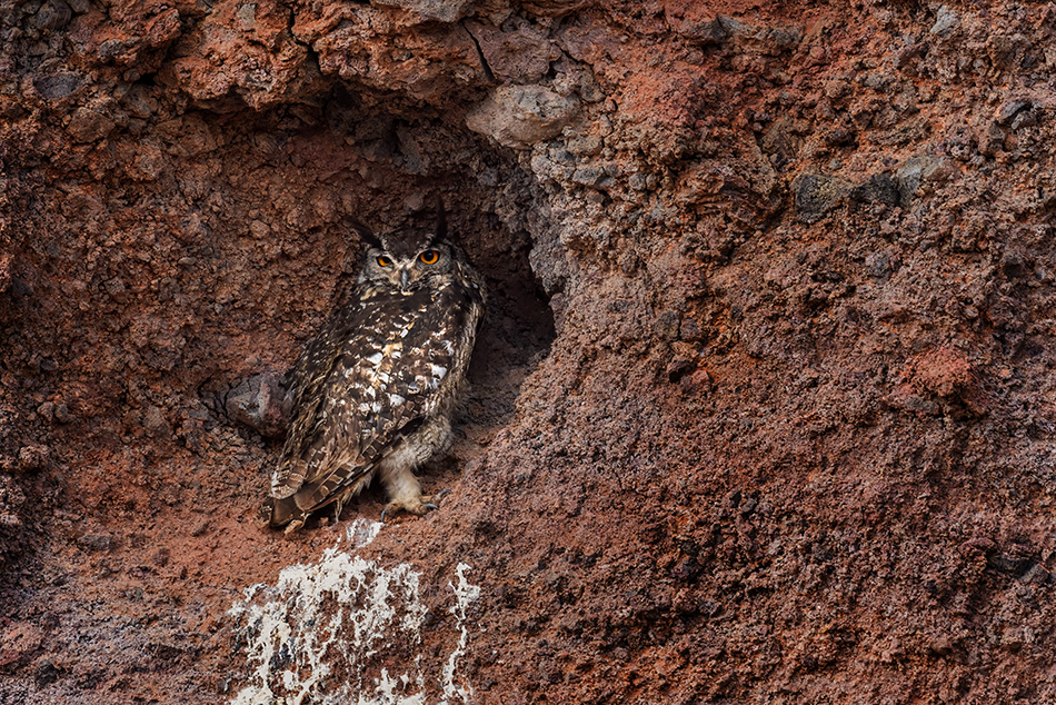 výr kapský - Bubo capensis