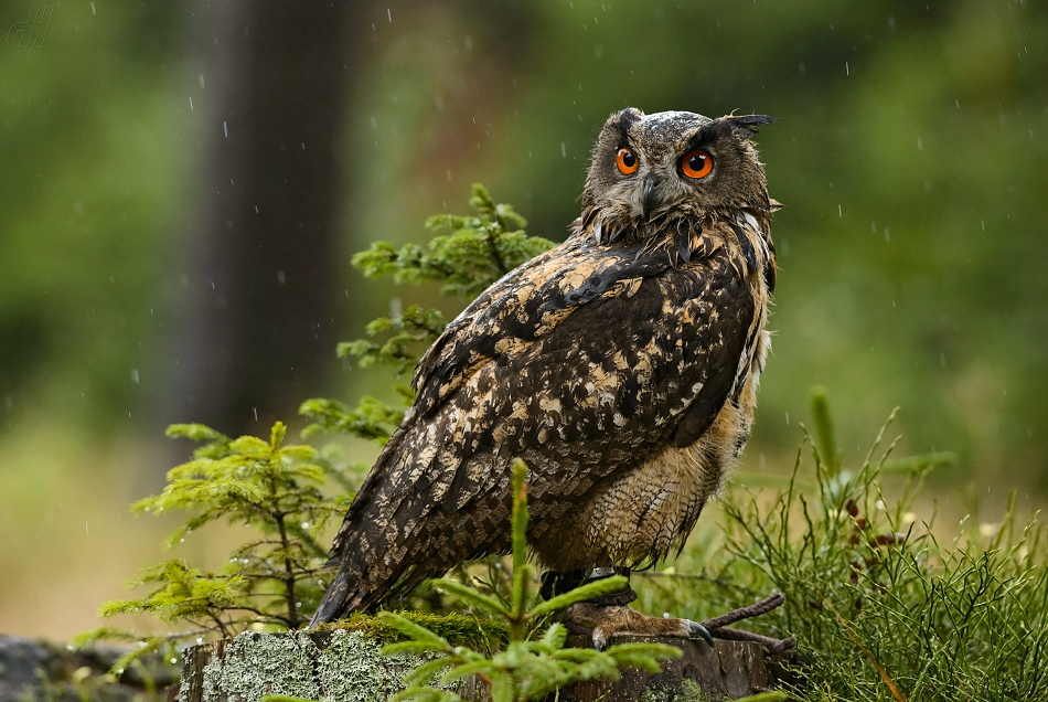 výr velký - Bubo bubo