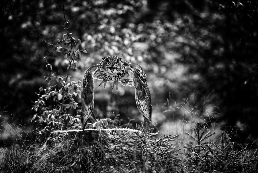 výr velký - Bubo bubo