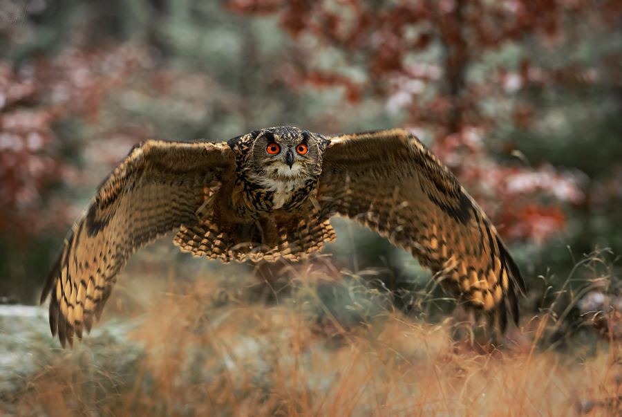 výr velký - Bubo bubo