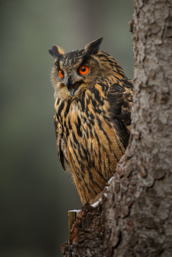 výr velký - Bubo bubo