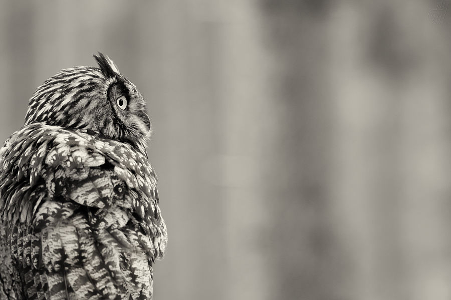 výr velký - Bubo bubo