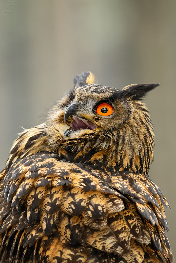 výr velký - Bubo bubo