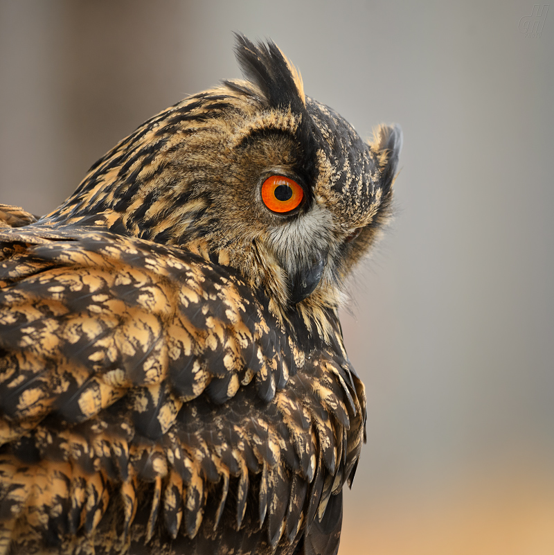 výr velký - Bubo bubo