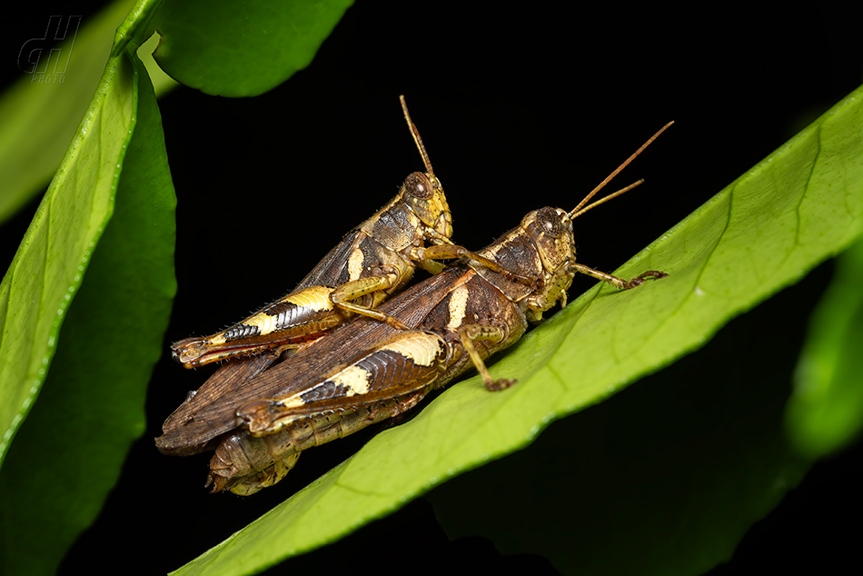Xenocatantops brachycerus