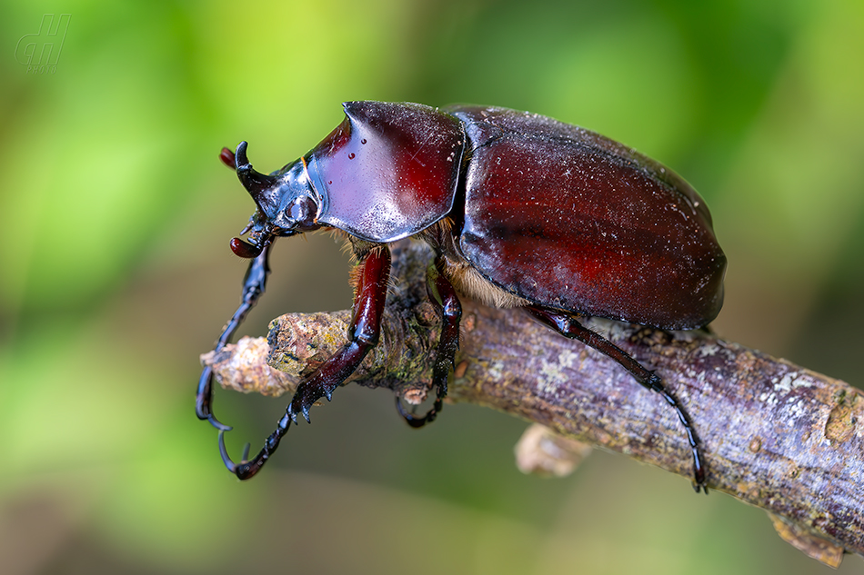 Xylotrupes socrates