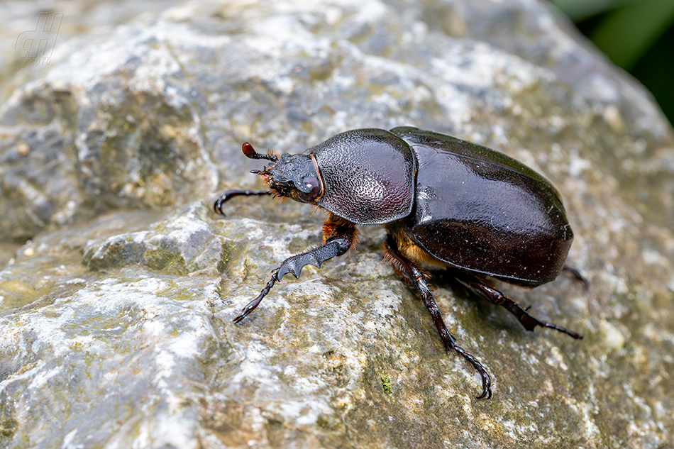 Xylotrupes socrates