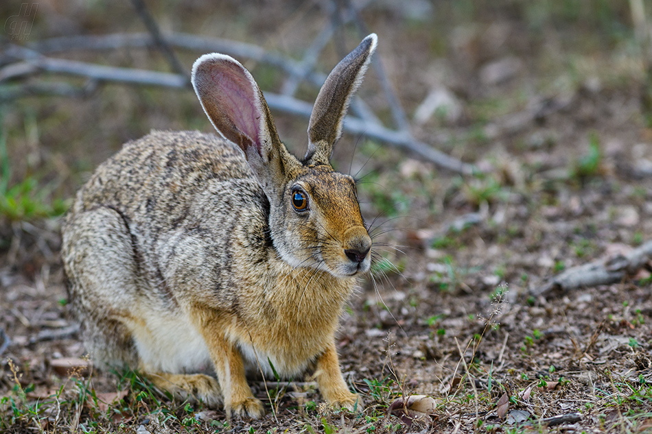 zajíc černotýlý - Lepus nigricollis